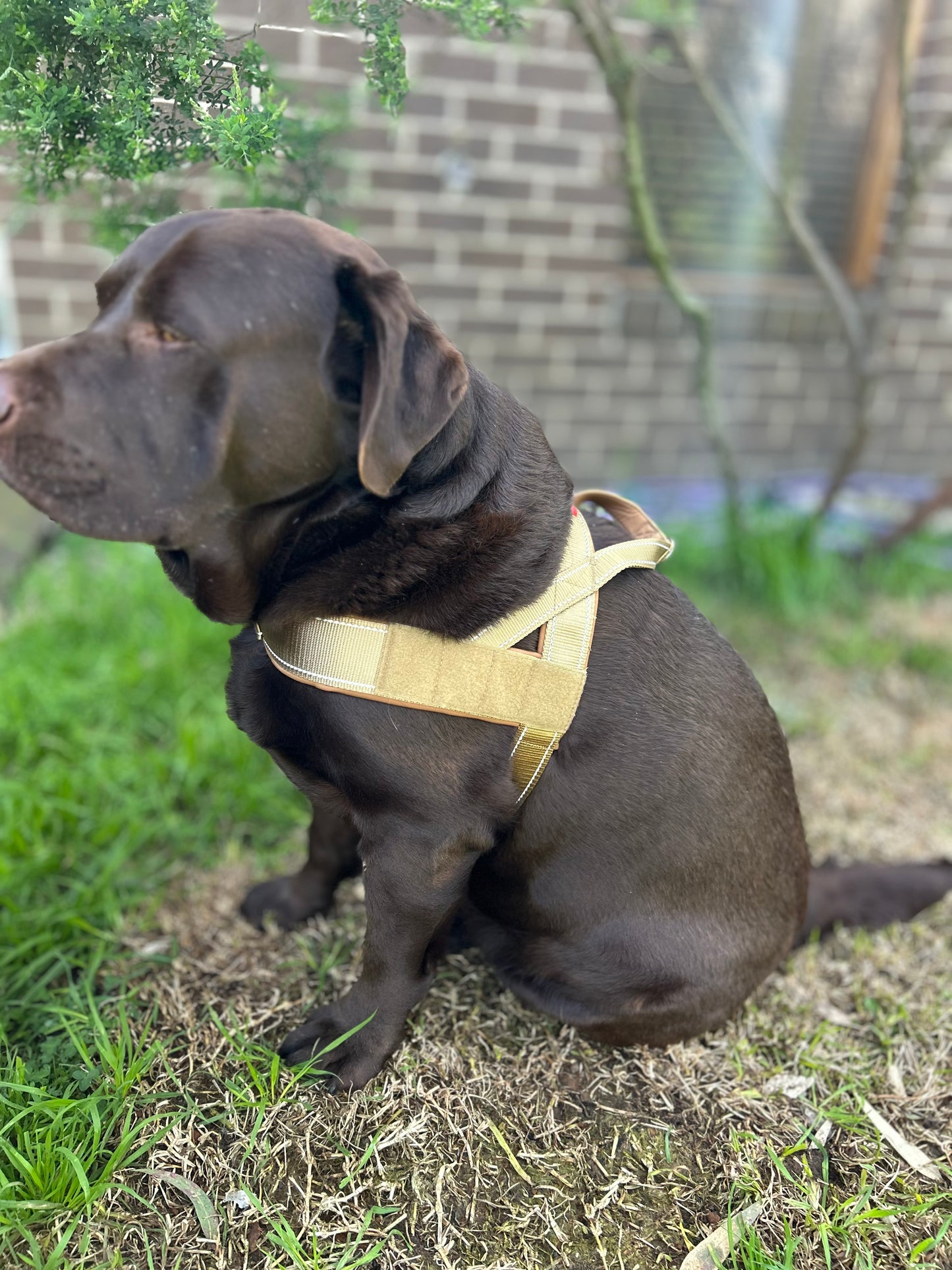 Dog Harness