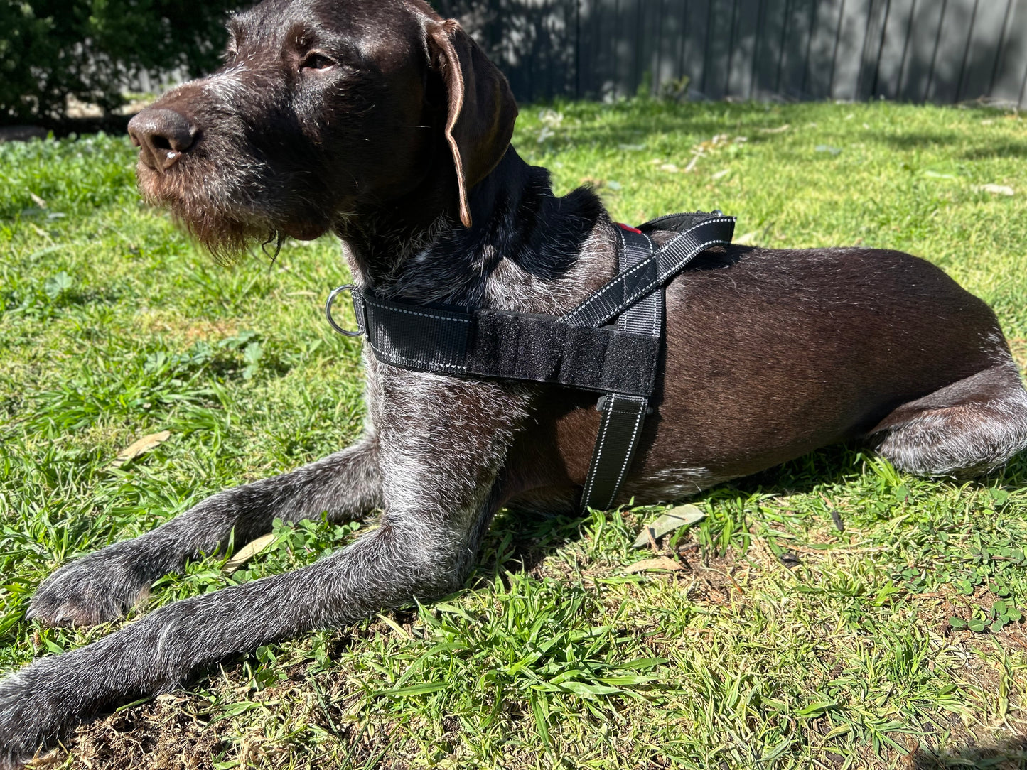 Dog Harness