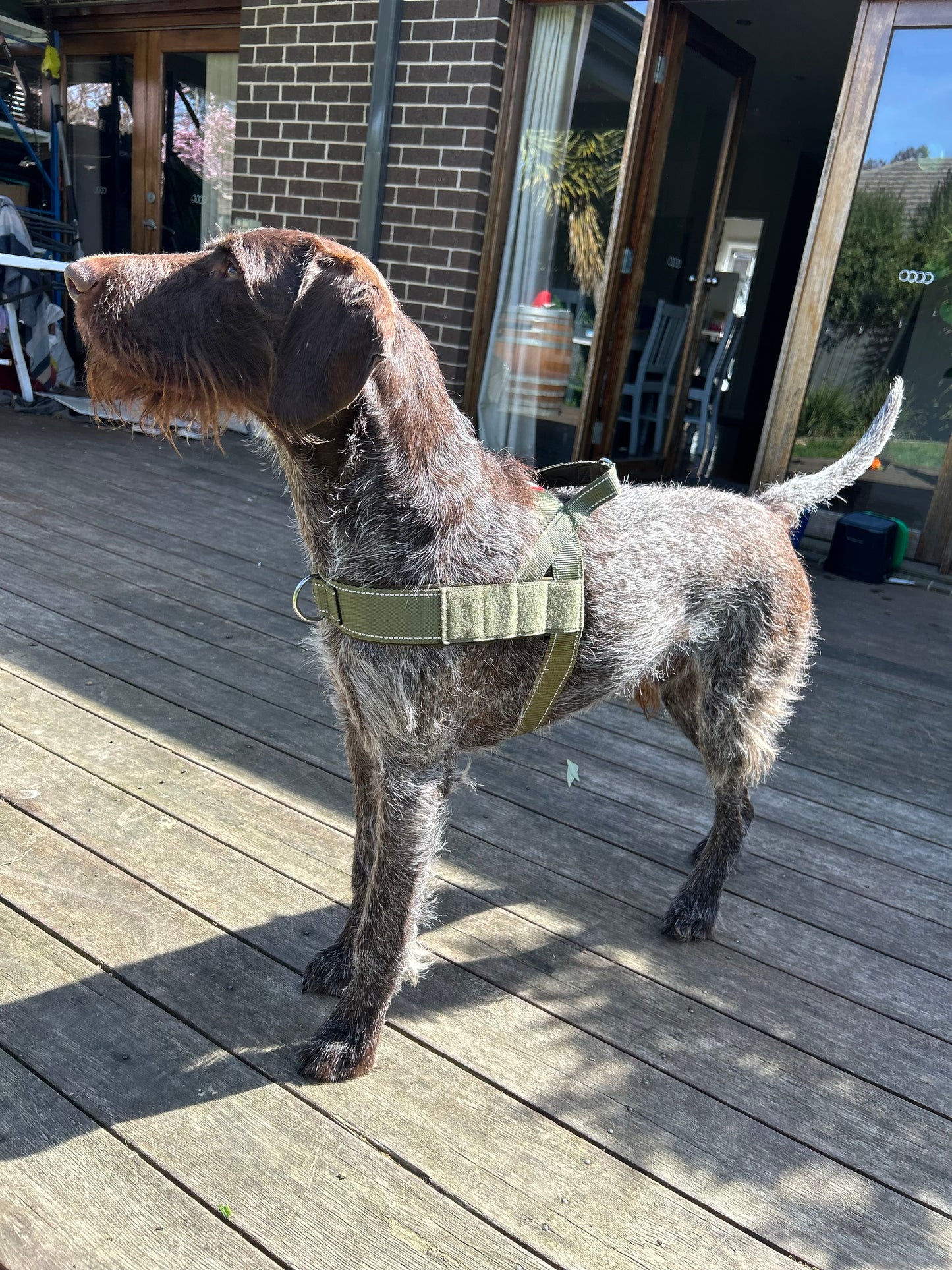Dog Harness
