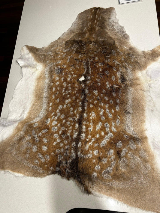 Fallow Deer Rug - Real - DeerSchool Der Laden